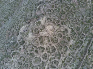 Laqaya 1